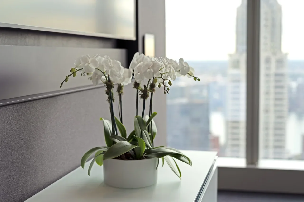 White orchids in a round planter on an office window ledge