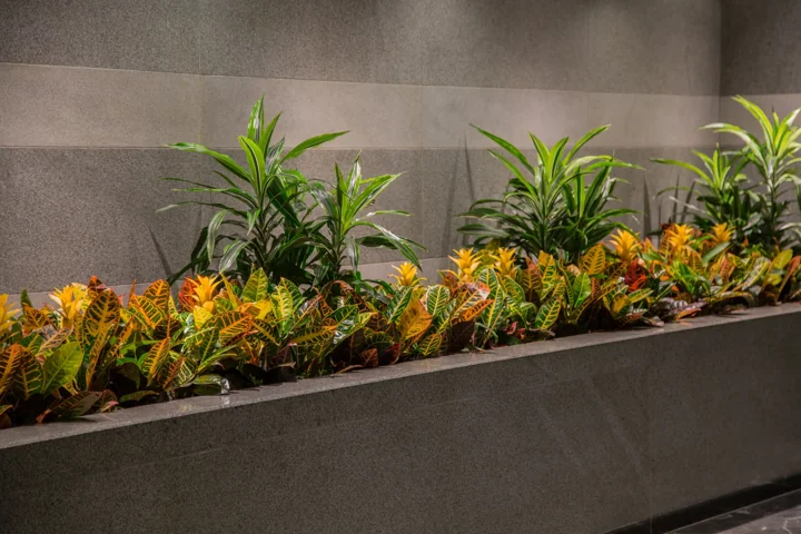 Long raised planter with green leaves and yellow-orange crotons against a gray stone lobby wall