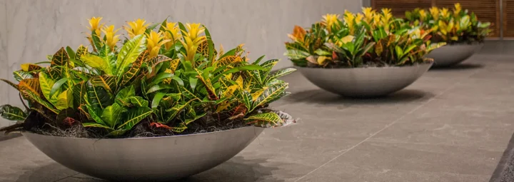 Shallow gray bowls filled with yellow and green croton foliage on a lobby ledge