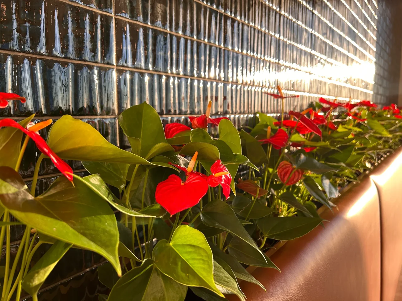 Red anthurium flowers and glossy green foliage in a long planter beside a glass-block lobby wall